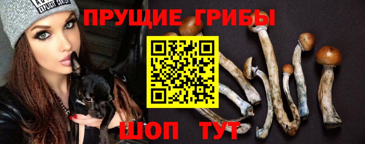 купить  цена  Галлюциногенные грибы GOLDEN TEACHER  Вход с VPN  Галлюциногенные грибы Magic Shrooms  Урюпинск 